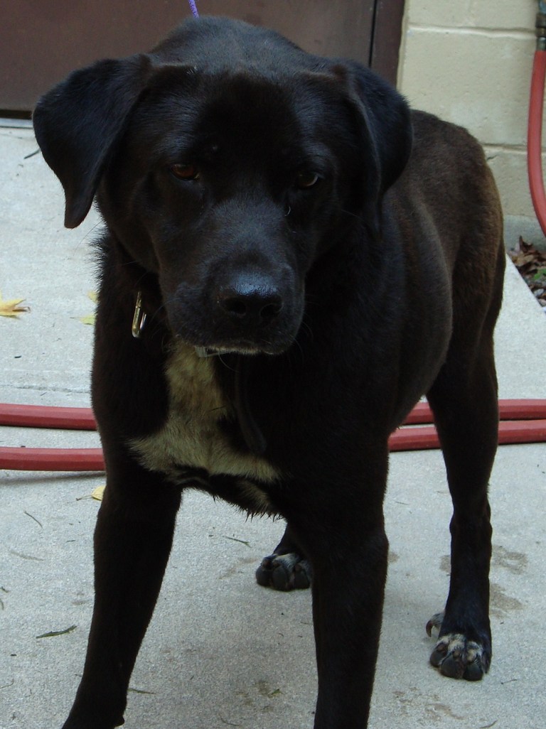 Other Photos of thie Dog