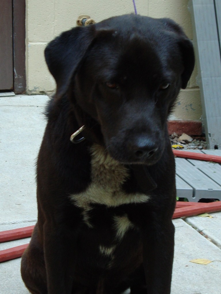 Other Photos of thie Dog