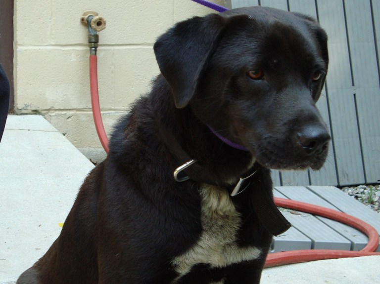 Other Photos of thie Dog