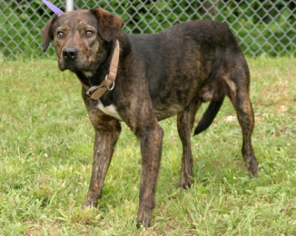 Other Photos of thie Dog