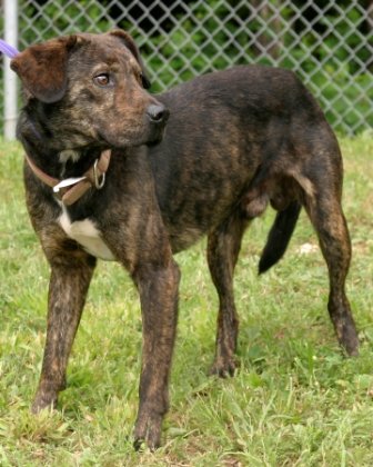 Other Photos of thie Dog
