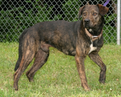 Other Photos of thie Dog