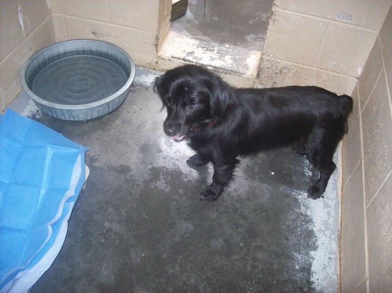 Other Photos of thie Dog