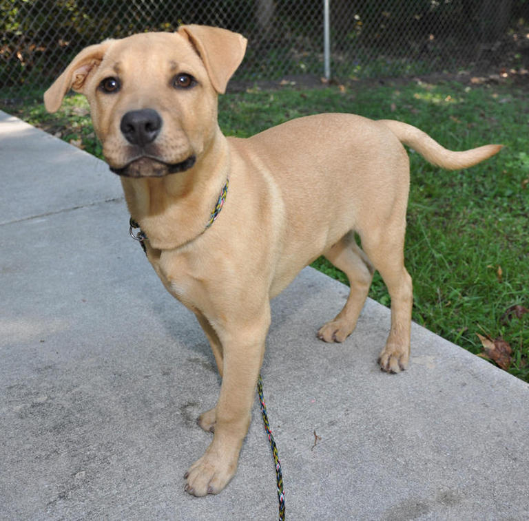 Other Photos of thie Dog
