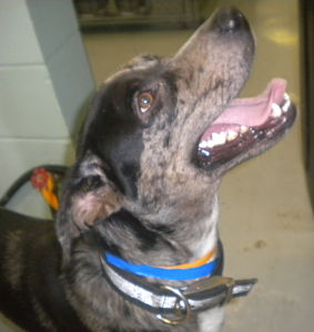 Other Photos of thie Dog