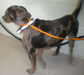 Other Photos of thie Dog
