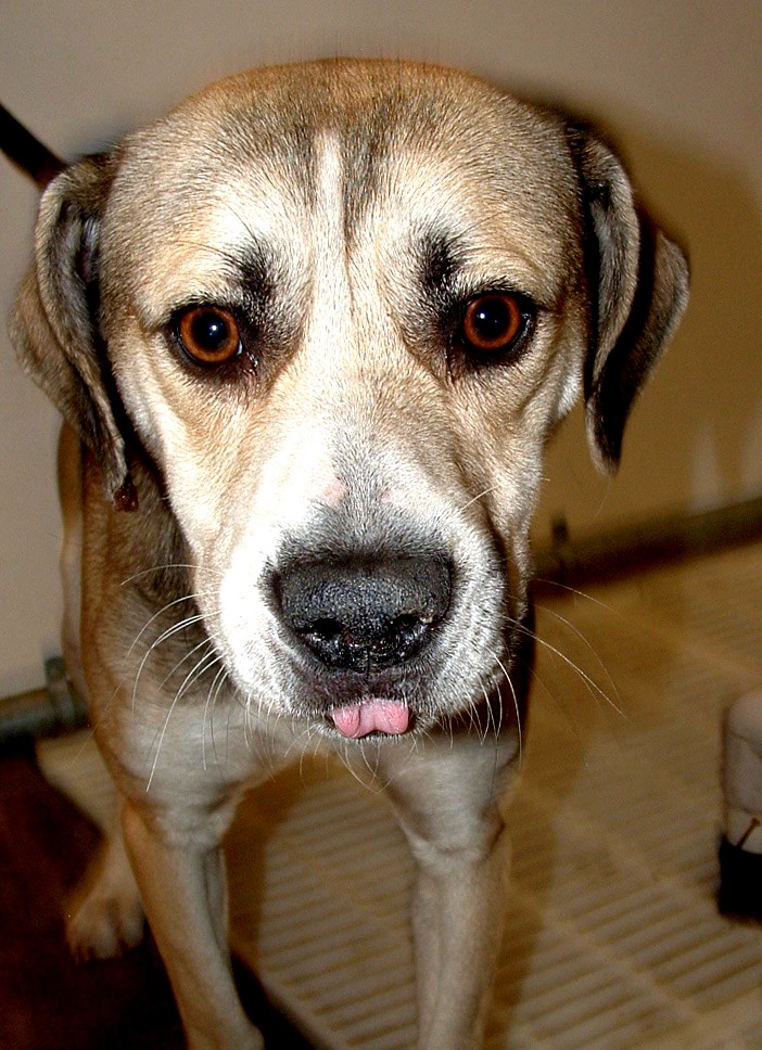 Other Photos of thie Dog