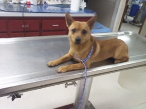 Other Photos of thie Dog