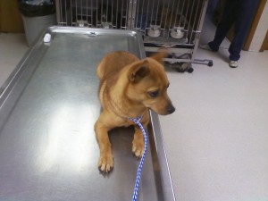 Other Photos of thie Dog