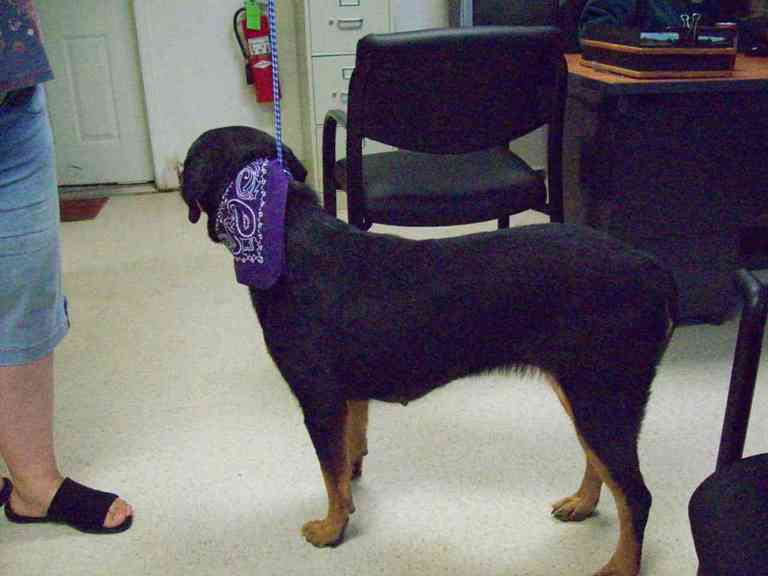 Other Photos of thie Dog
