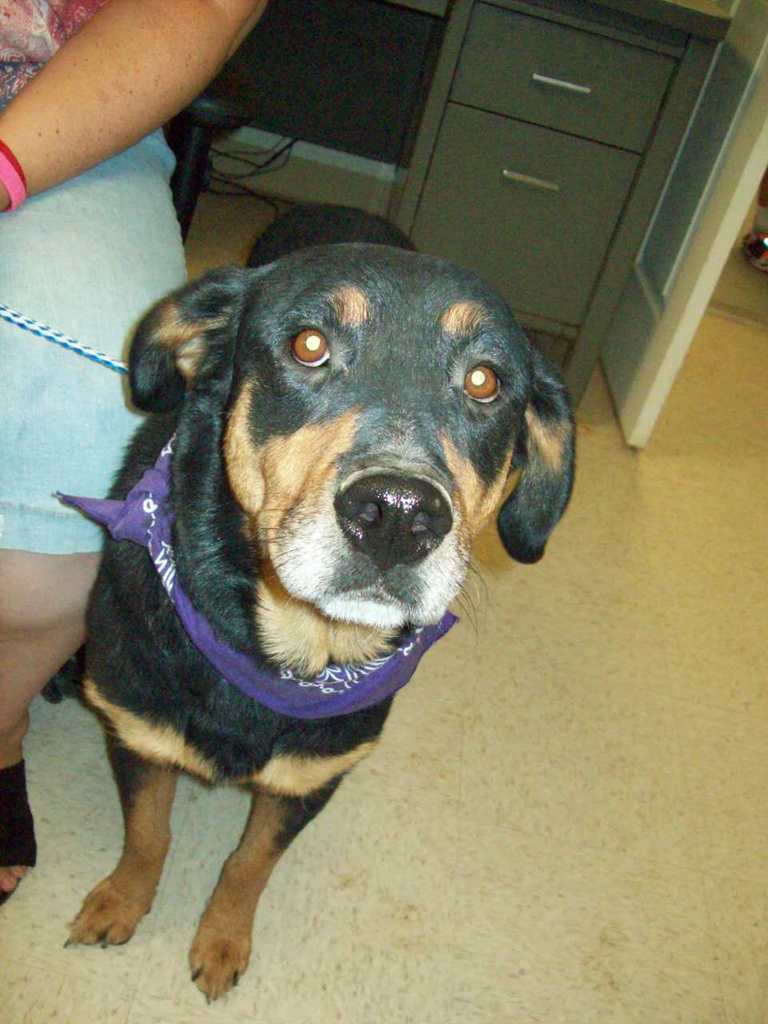 Other Photos of thie Dog