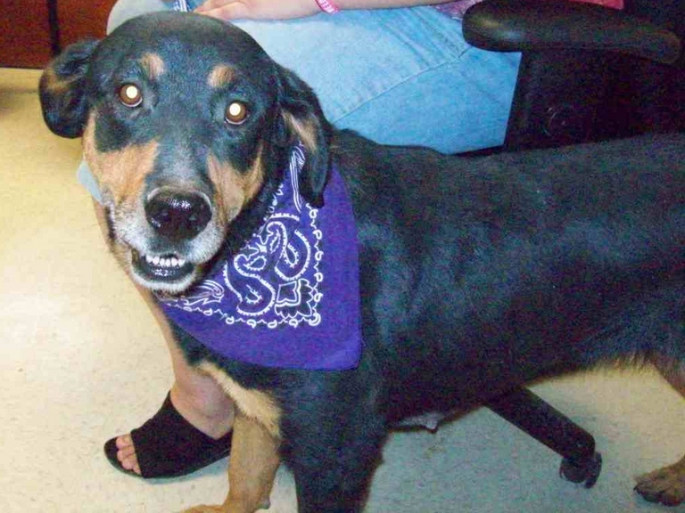 Other Photos of thie Dog