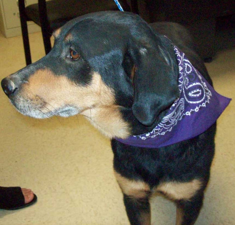 Other Photos of thie Dog