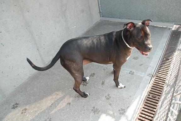 Other Photos of thie Dog