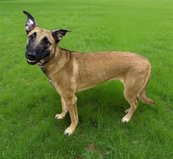 Other Photos of thie Dog