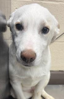 Other Photos of thie Dog