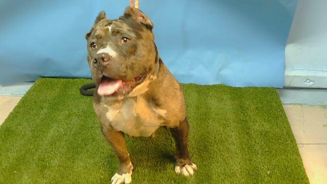 Jade, a American Staffordshire Terrier, available for adoption