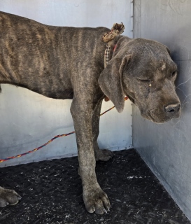 Camo, a Cane Corso Mastiff (mix breed), available for adoption