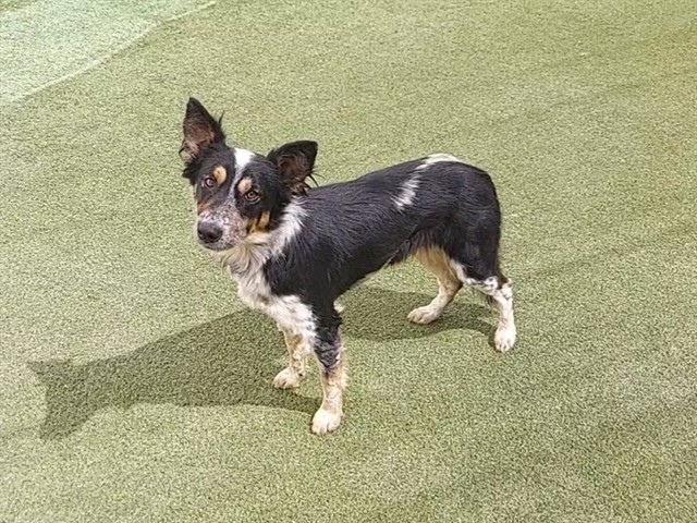 Melindra, a Australian Cattle Dog/Blue Heeler, available for adoption