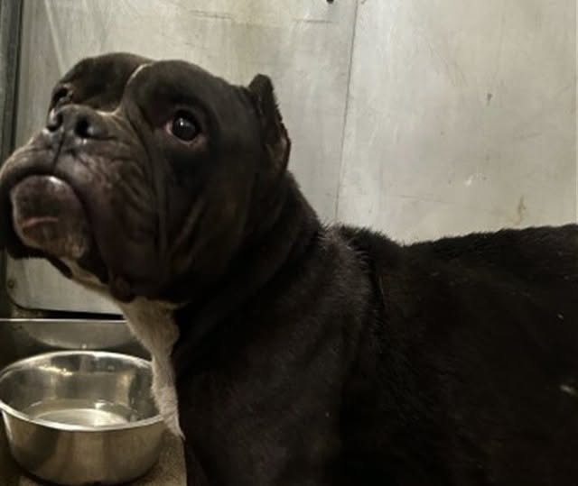 Cherry, a Pit Bull Terrier, available for adoption