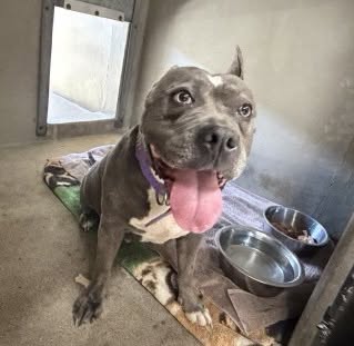 Gabriella, a Pit Bull Terrier, available for adoption