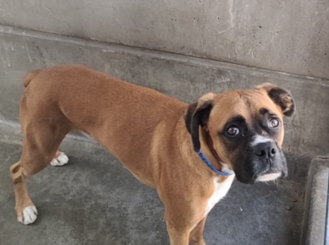 Winston, a Boxer, available for adoption