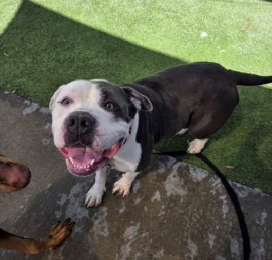 Kiara, a Pit Bull Terrier, available for adoption