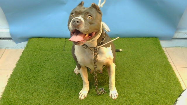 Lady, a Pit Bull Terrier, available for adoption