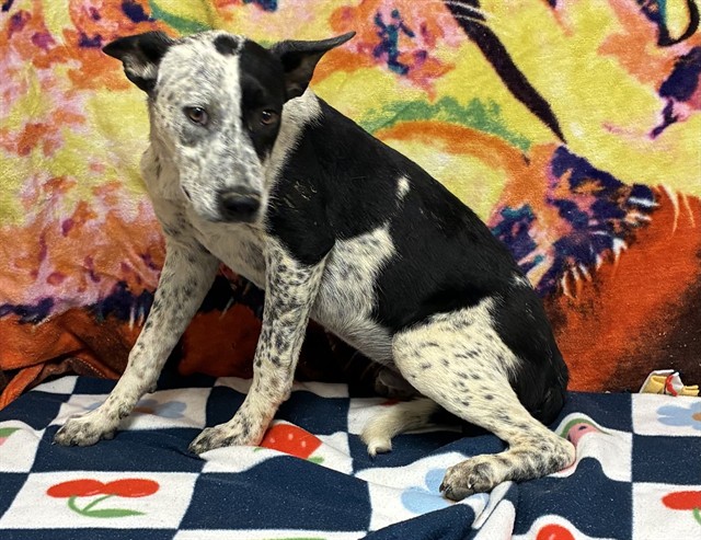 Blue Falcon, a Australian Cattle Dog/Blue Heeler, available for adoption