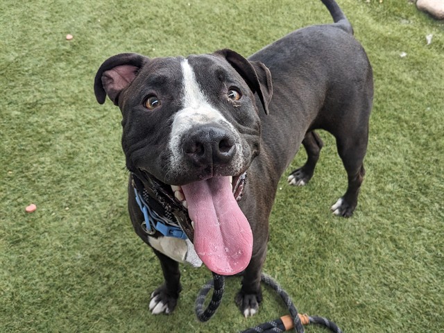 Ninja, a Pit Bull Terrier, available for adoption