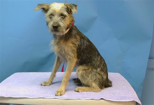 A5793053, a Terrier, available for adoption