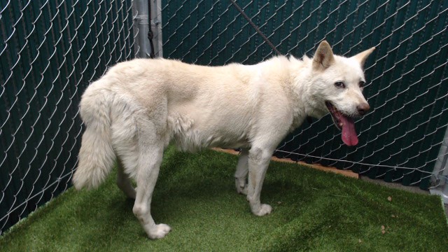 Polly, a Jindo, available for adoption