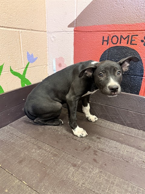 Penguin, a Pit Bull Terrier, available for adoption