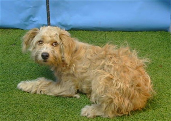 A5793388, a Terrier, available for adoption