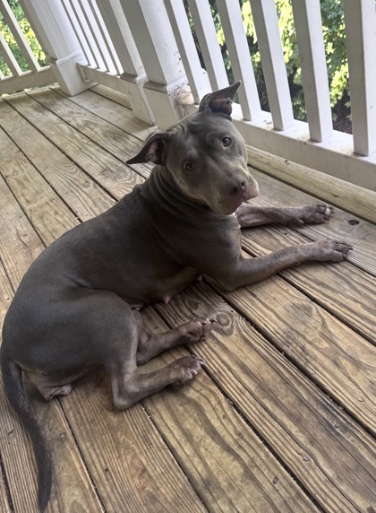 Roxee Anne, a Pit Bull Terrier (mix breed), available for adoption