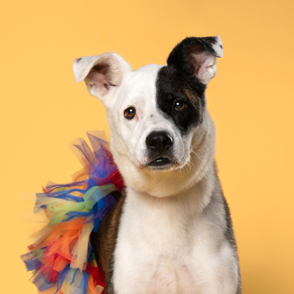 Mama Murphy, a American Staffordshire Terrier (mix breed), available for adoption