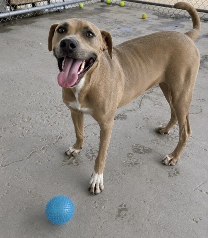 Adoptable pet photo