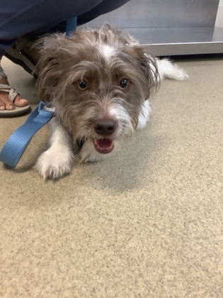 Adoptable pet photo
