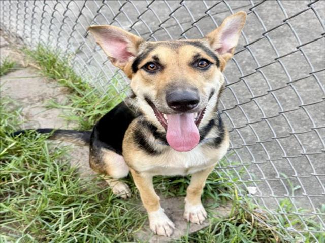 Adoptable pet photo