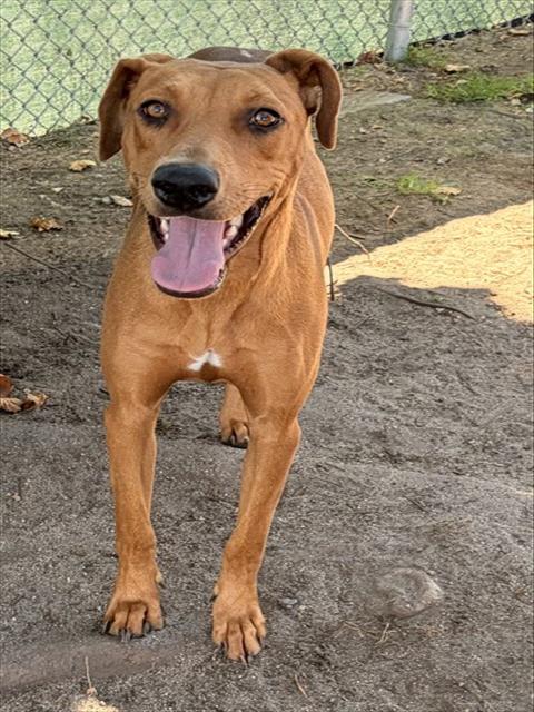 Adoptable pet photo