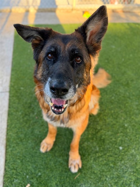 Adoptable pet photo
