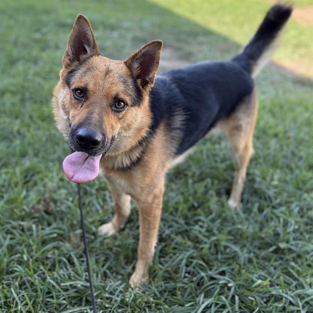 Adoptable pet photo
