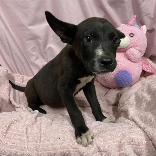 Adoptable pet photo