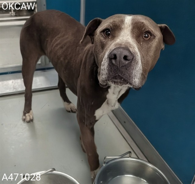 Adoptable pet photo