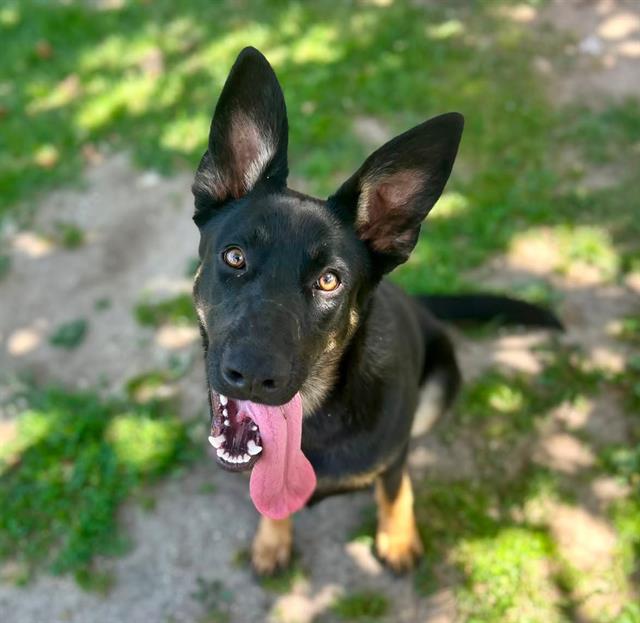 Adoptable pet photo