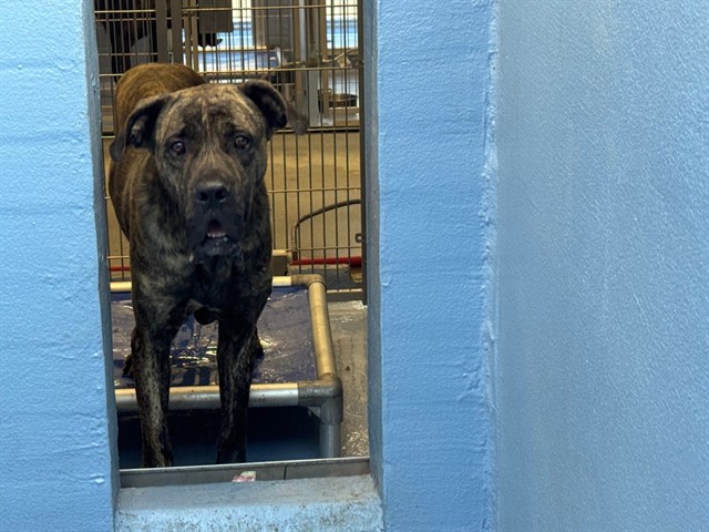 Adoptable pet photo