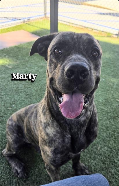 Marty, a Mastiff, available for adoption