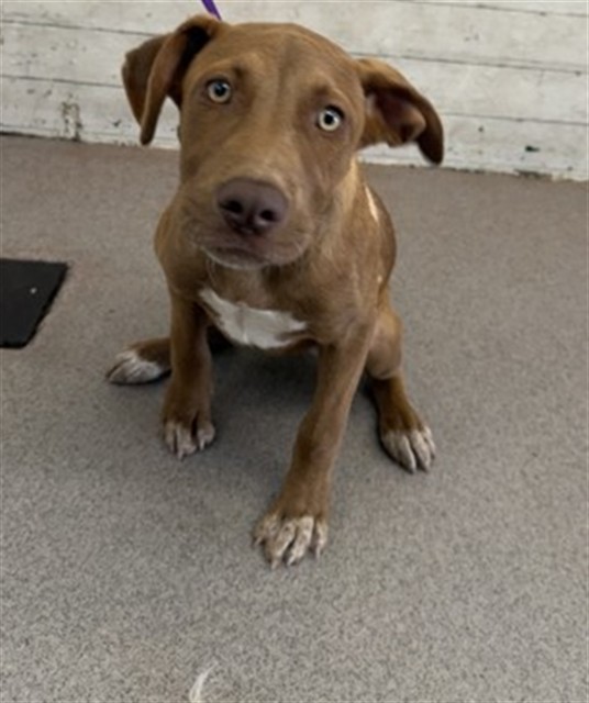 Pit Bull Terrier available for adoption