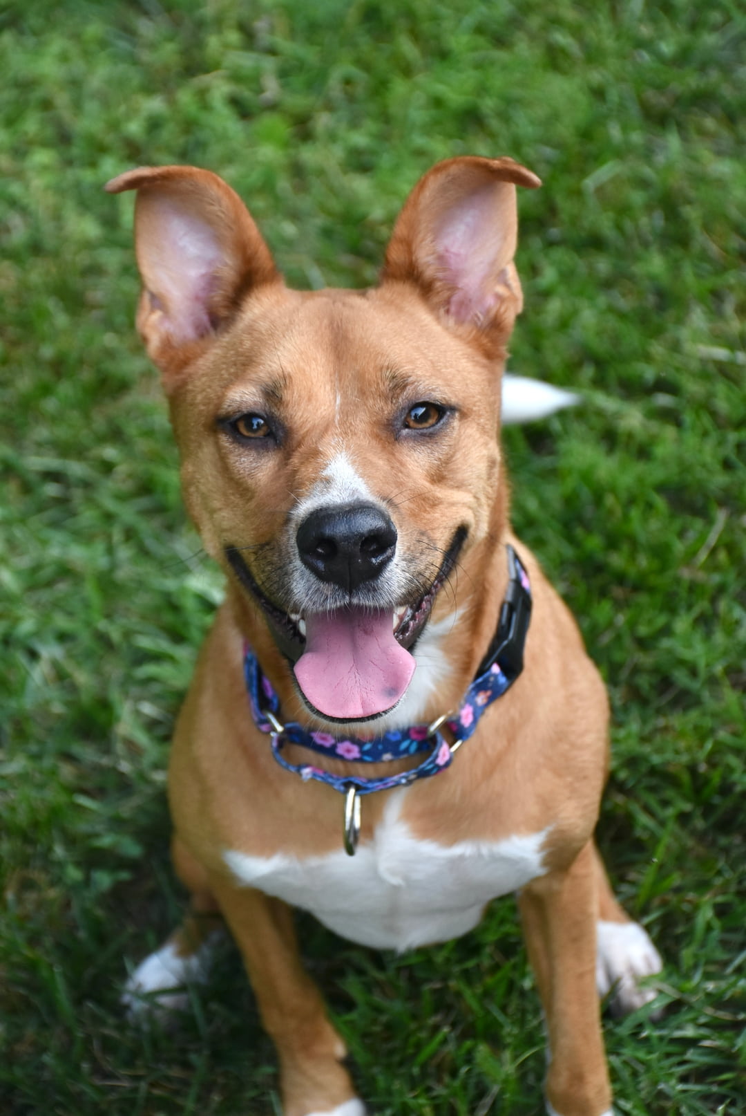 Marlee, a American Staffordshire Terrier (mix breed), available for adoption