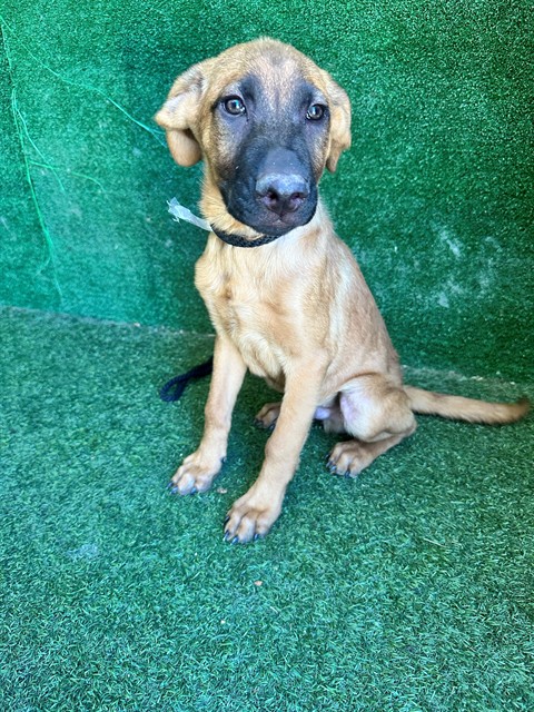 Hunter, a German Shepherd, available for adoption
